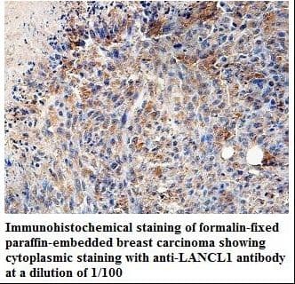 LANCL1 Antibody (aa18-205)