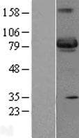 SH3BP5 / SAB Protein (Over-Expression Lysate Myc-DDK (Flag))