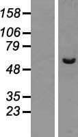 PPP2R3C Protein (Over-Expression Lysate Myc-DDK (Flag))