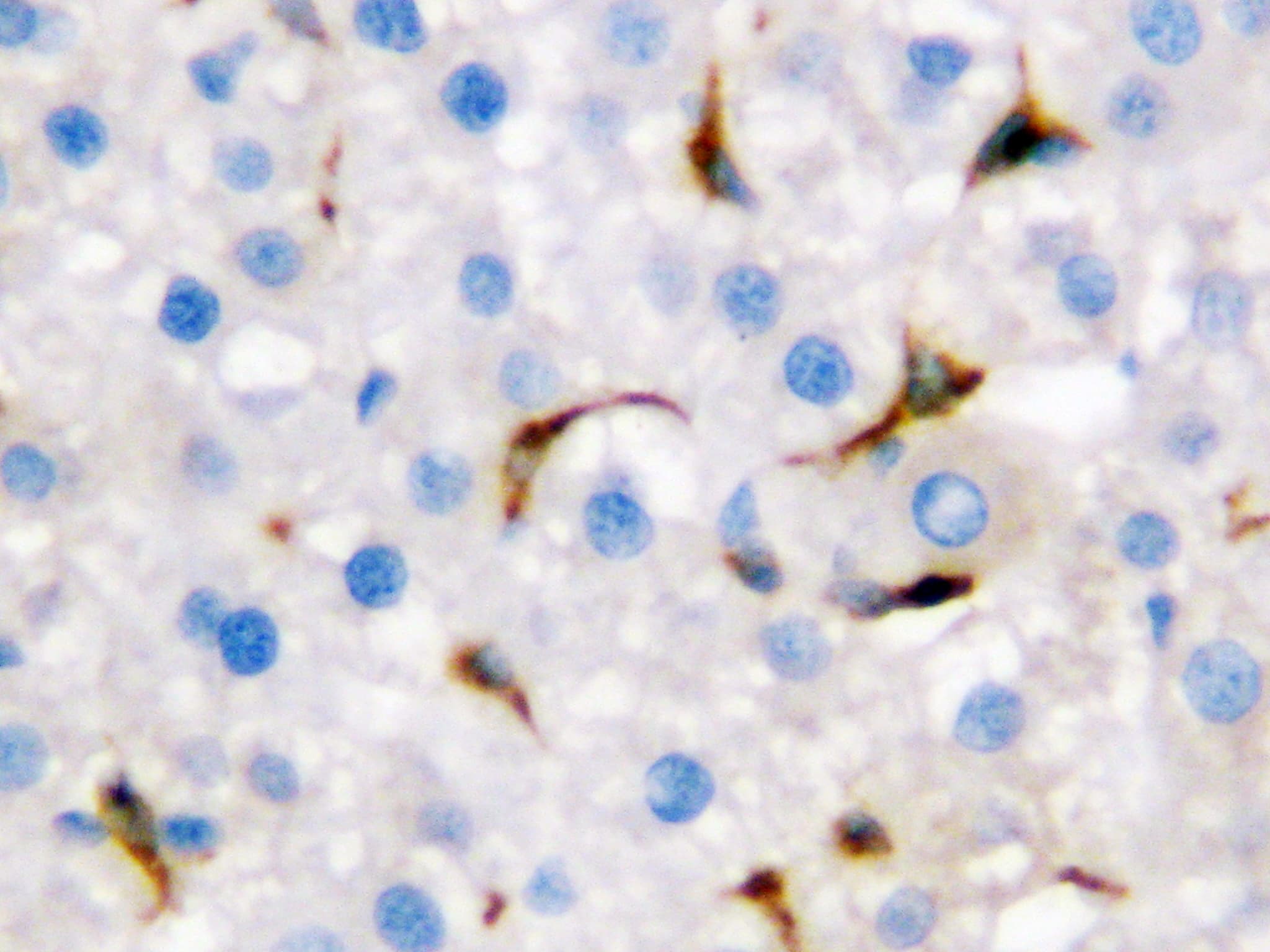 CD68 Antibody (aa312-326)