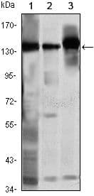 PSMC1 Antibody (clone 5B6)