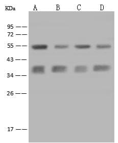 CASP6 / Caspase 6 Antibody (Preservative Free)