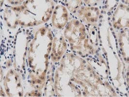 DNAJA2 Antibody (clone OTI3A10)