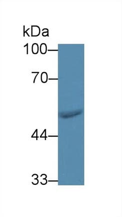 FARS2 Antibody (APC)