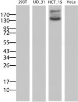 ABCB1 / MDR1 / P Glycoprotein Antibody (clone OTI13A11)