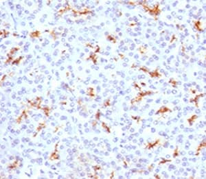 CFTR Antibody (clone CFTR1-1)