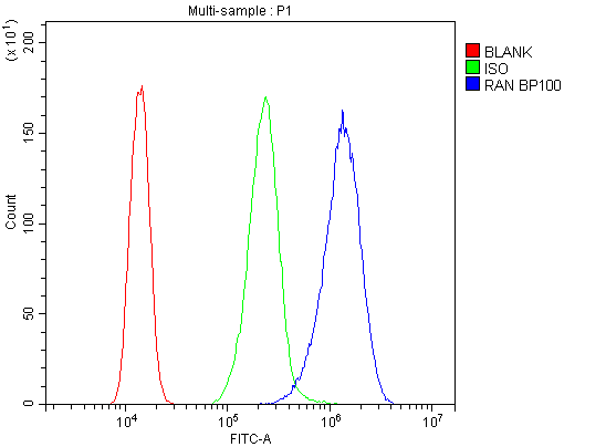 RAN Antibody
