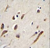 FBXW11 Antibody (aa168-196)