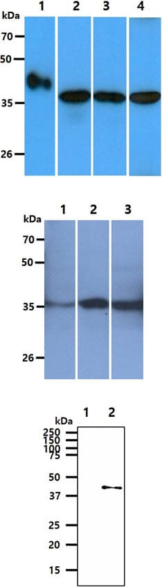 GOT2 Antibody (clone AT8B11)