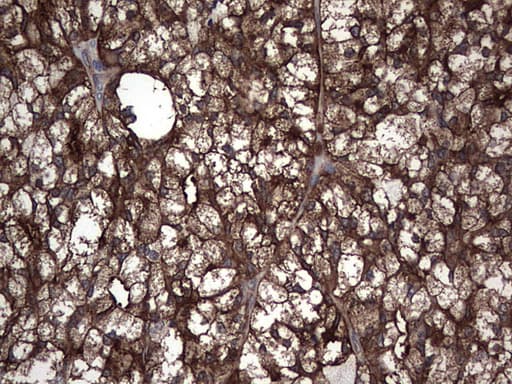 PKM2 Antibody (clone 14C7)