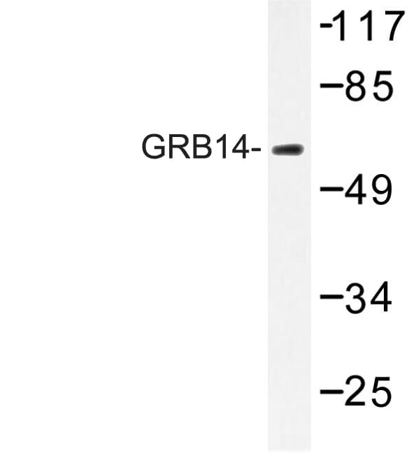 GRB14 Antibody (Asp123)