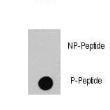 RAF1 / RAF Antibody (phospho-Ser494)