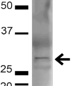 BDNF Antibody