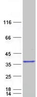 Human CASP7 / Caspase 7 Protein (Recombinant Myc-DDK (Flag))