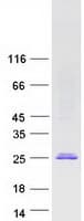 Human POLR2F Protein (Recombinant Myc-DDK (Flag))