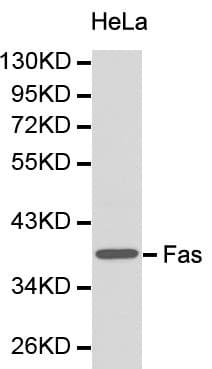CD95 / FAS Antibody