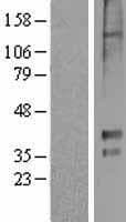 HTR1E / 5-HT1E Receptor Protein (Over-Expression Lysate Myc-DDK (Flag))