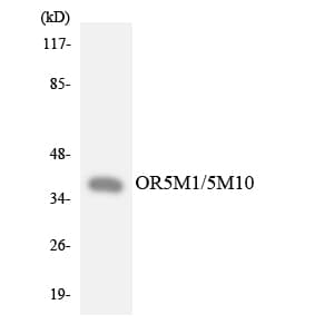 OR5M1+10 Antibody (aa220-269)