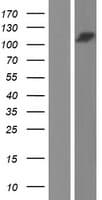 UBAP2 Protein (Over-Expression Lysate Myc-DDK (Flag))