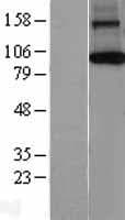 AGO1 / EIF2C Protein (Over-Expression Lysate Myc-DDK (Flag))
