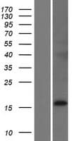 Human FAM150B Protein (Over-Expression Lysate Myc-DDK (Flag))