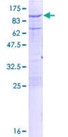 Human CAPN2 / Calpain 2 / M-Calpain Protein (Recombinant GST)