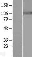 ATP1A3 Protein (Over-Expression Lysate Myc-DDK (Flag))