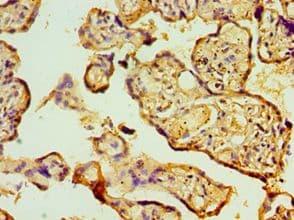 TDP-43 / TARDBP Antibody (aa1-260)
