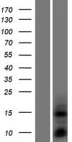 DEFB135 Protein (Over-Expression Lysate Myc-DDK (Flag))