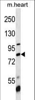 BRD7 Antibody (aa77-106)
