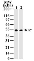 IKBKG / NEMO / IKK Gamma Antibody (clone 72C627)