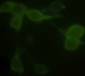 Alpha Tubulin Antibody (clone 1F4E3)