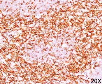 CD6 Antibody (clone C6/372, Azide-free, BSA-free)