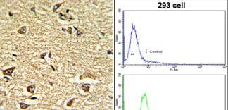 Polyclonal Rabbit anti-Human NUP155 Antibody (aa9-38, IHC, WB)