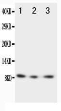 Polyclonal Rabbit anti-Human CX3CL1 / Fractalkine Antibody (aa50-64, WB)