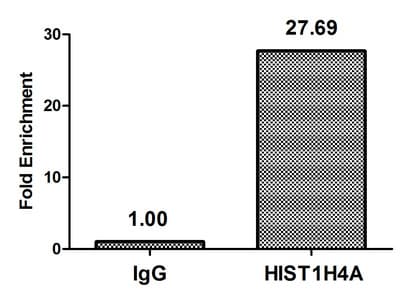 Polyclonal Rabbit anti-Human HIST1H4I Antibody (IHC, IF)