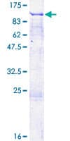 Human PARP13 / ZC3HAV1 Protein (Recombinant GST)