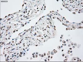 GFAP Antibody (clone OTI4D11)