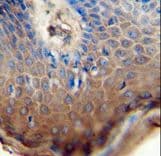 Polyclonal Rabbit anti-Human TJAP1 Antibody (aa144-171, IHC, WB)