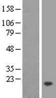 TMEM50B Protein (Over-Expression Lysate Myc-DDK (Flag))