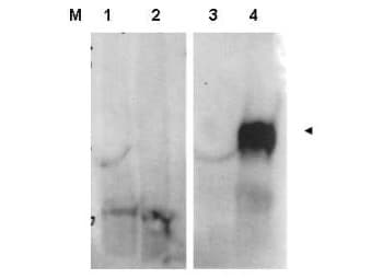 FAP Alpha Antibody