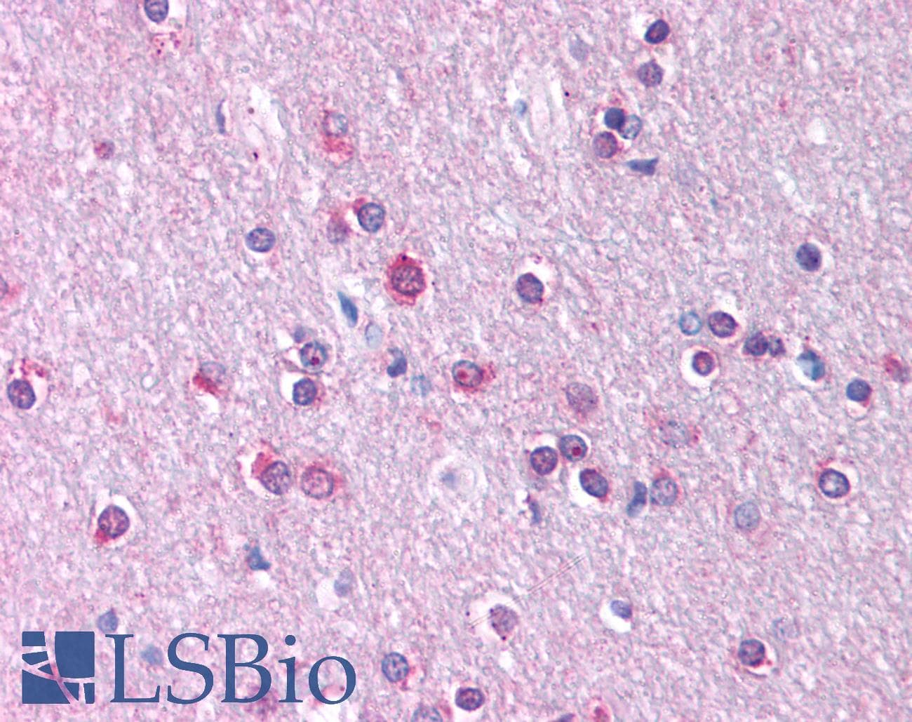 CLDN11 / Claudin 11 Antibody (C-Terminus)