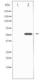 TFEB Antibody
