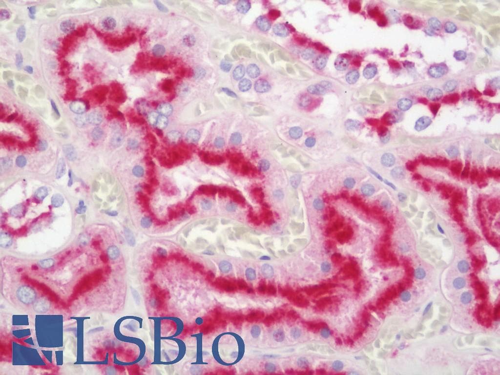 IHC-plus™ LAMP2 / CD107b Antibody (clone H4B4, Azide-free)