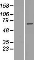 NKPD1 Protein (Over-Expression Lysate Myc-DDK (Flag))