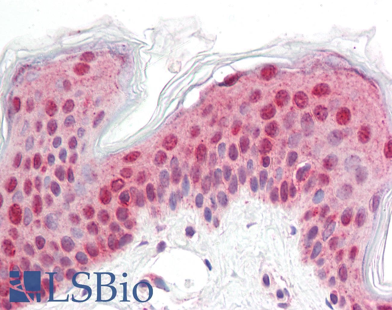 IHC-plus™ LEMD2 Antibody