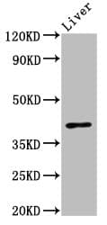 OPRL1 / ORL1 Antibody