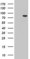 MPP5 Antibody (clone OTI2D3)