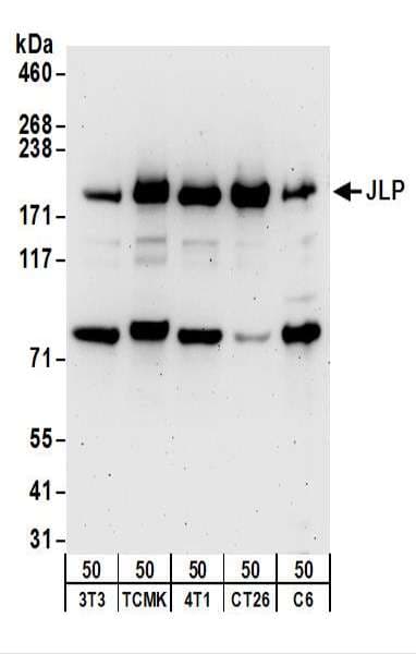 IHC-plus™ SPAG9 Antibody (aa1-50)