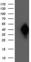 NAPE-PLD Antibody (clone OTI4B12, Carrier-free)